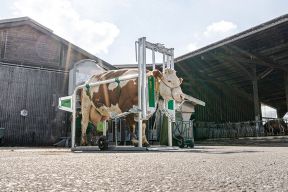 Fang und Behandlungsstand